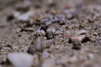 Gecko tacheté de l'ouest [fr] - Western Spotted Thick-toed Gecko [en] - Pachydactylus serval