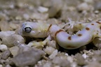Colope de Koch [fr] - Namib ghost gecko [en] - Colopus kochii