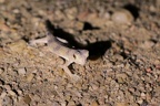 Gekkonidae
