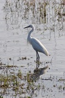 Egretta