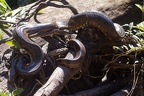 Serpentes