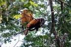 Atelidae