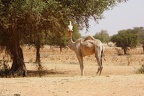 Camelidae